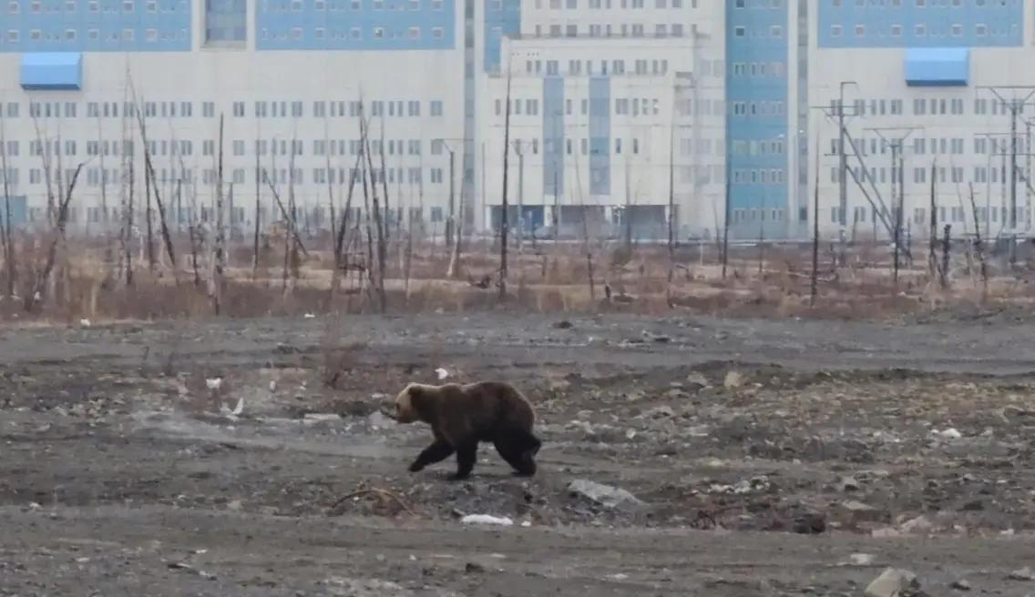 Cidade russa fica cercada por ursos e ataques já deixam sete mortos em setembro